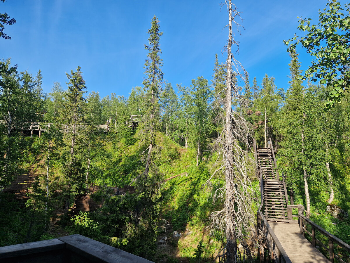 Живописный лес