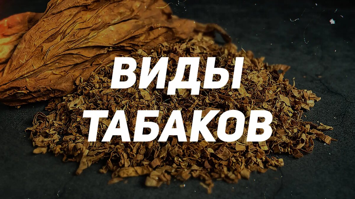 Виды табака. Муассель табак. Листья табака. Лист табака махорка.