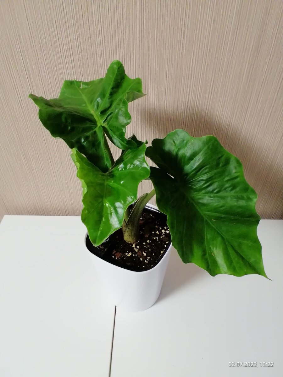 Alocasia Low Rider (алоказия Лоу Райдер)