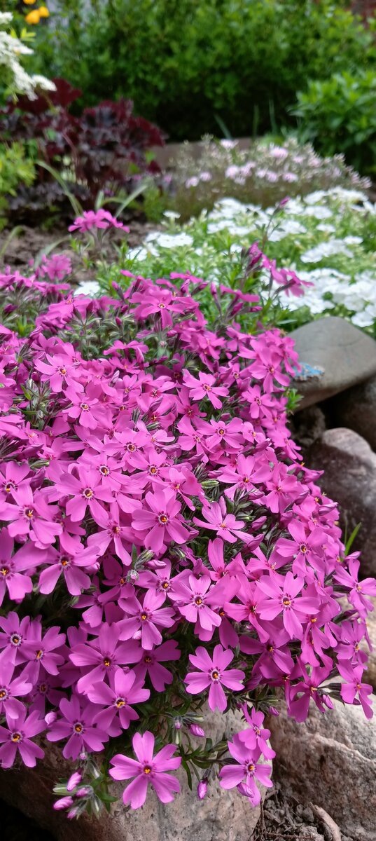 Фото САД В ЦВЕТАХ 