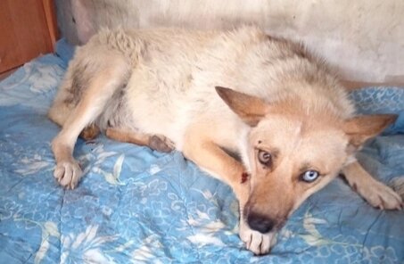 Алиса  возраст около 1 года.