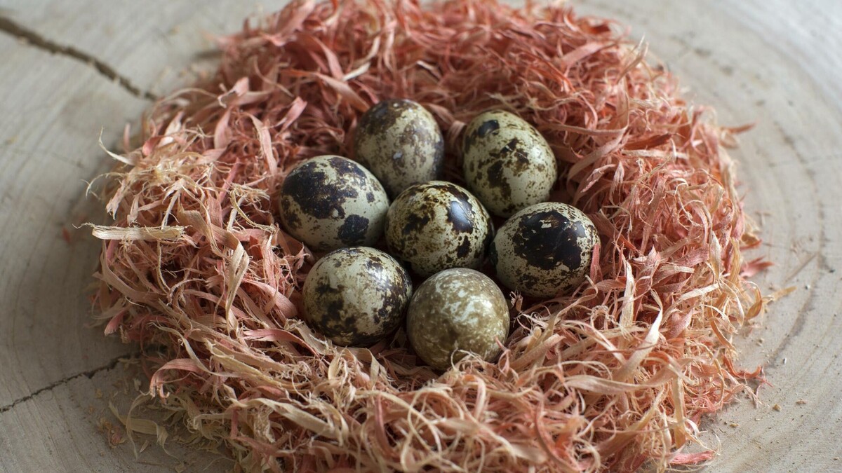    Перепелиные яйца © Globallookpress Nikolay Gyngazov