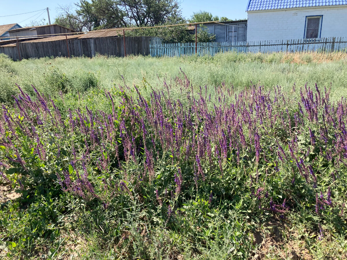 Красота-то какая... Полынь и шалфей. 