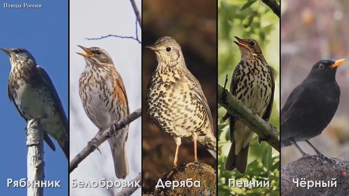 Пять видов дроздов: Деряба, чёрный, певчий, белобровик, рябинник |  Документальные фильмы о птицах | Дзен