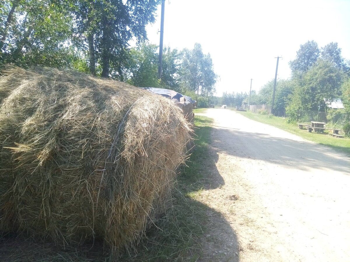 "Что, сухое молоко запасаете?", спросил я у хозяина четырех коров.