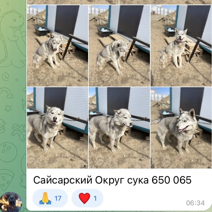 Фото с телеграм канала ппж Якутска.