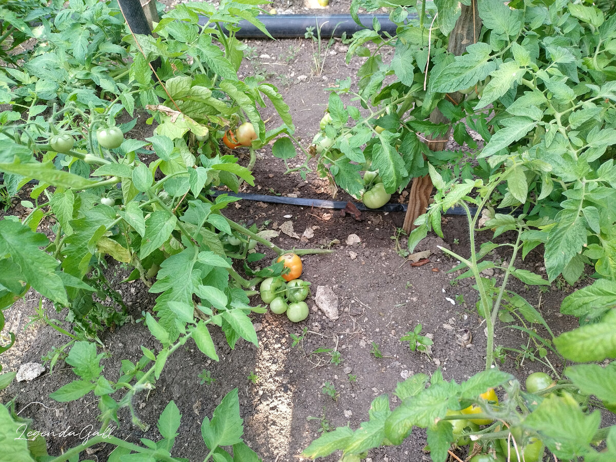 Помидоры краснеют все дружнее