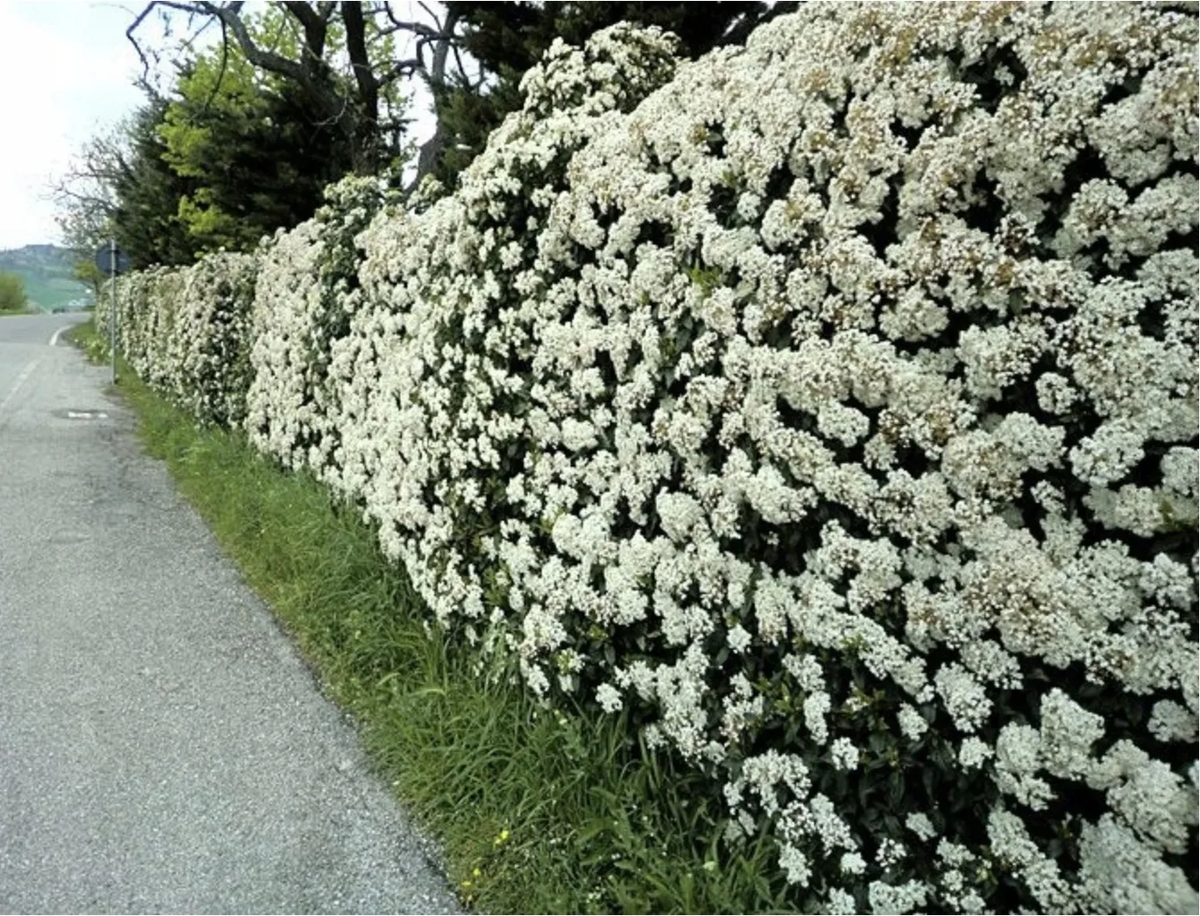 Калина бульденеж изгородь