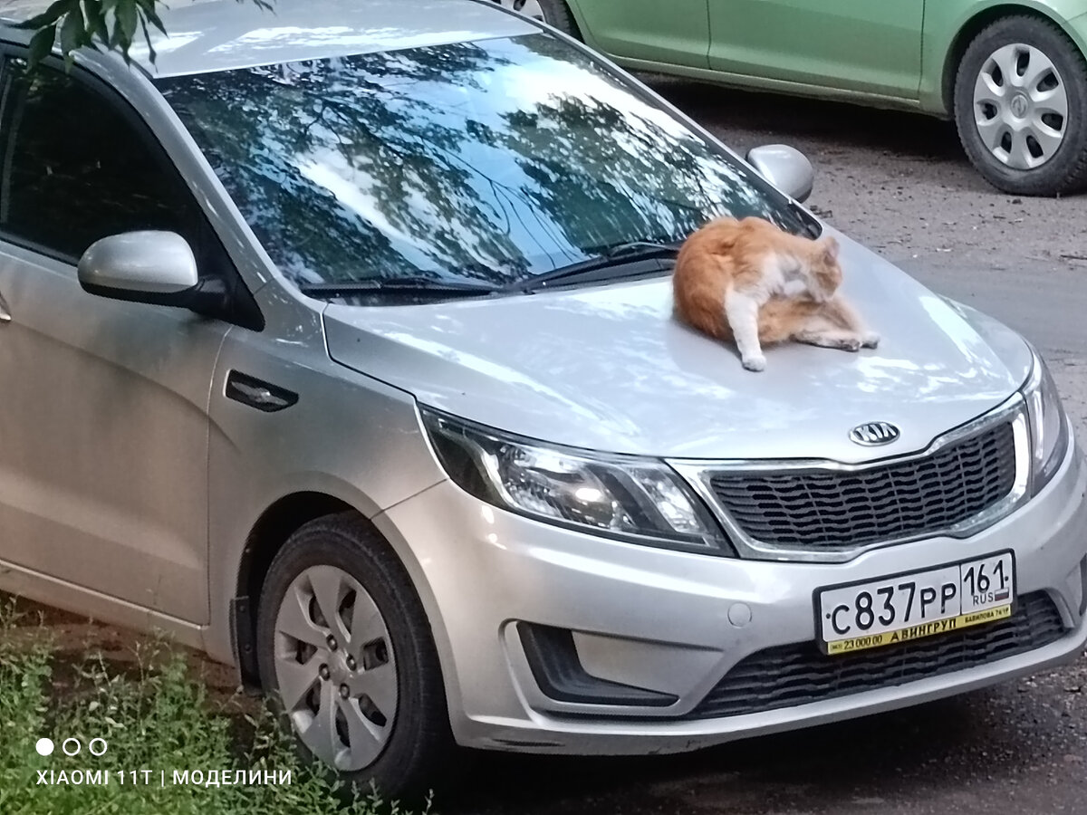 Рыжий красавец на моем тёпленьком капоте🐱