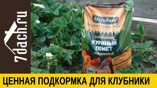 Подкормка куриным пометом: вот что нужно клубнике для урожая - 7 дач