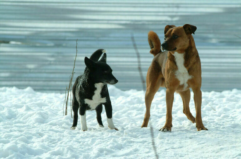   Тимур Ханов/ПГ