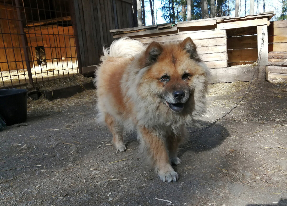 12 летняя собака осталась у пустого дома, в котором раньше было много  добрых людей. А скоро и дома этого не станет | Джим ЧУСОВОЙ | Дзен