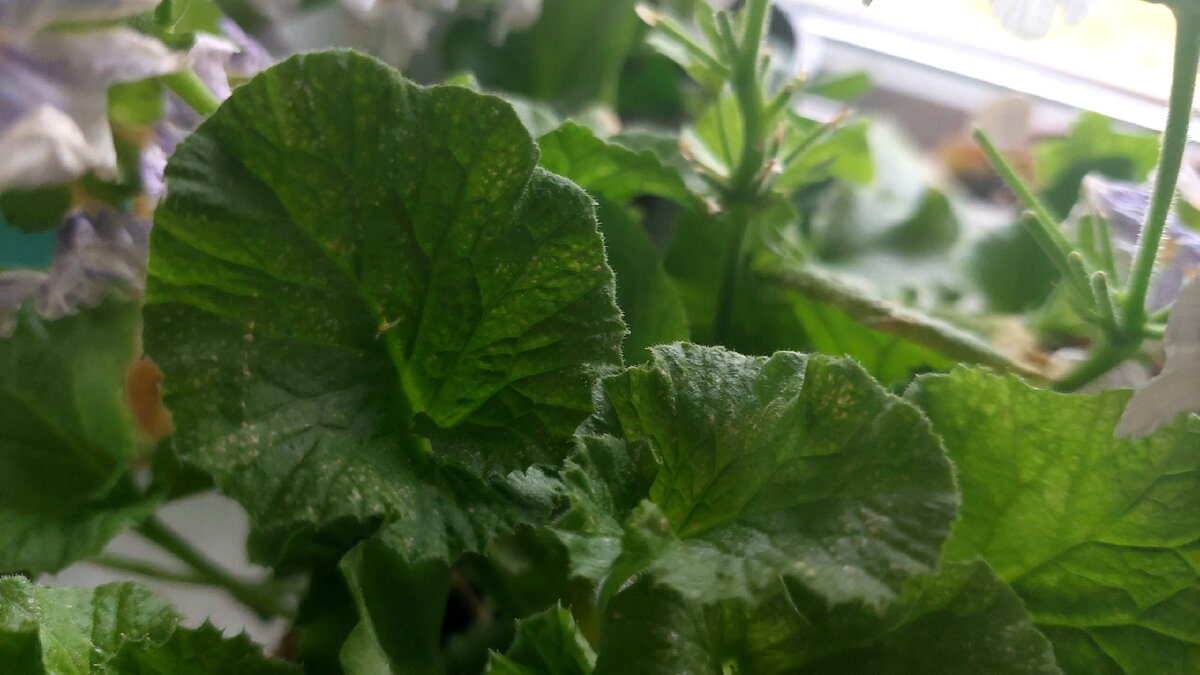 Нетипичные листья для примул.