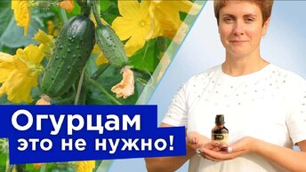 Стоп! Не все народные рецепты хороши для огурцов! Сыворотка, йод и чем ещё не стоит опрыскивать огурцы