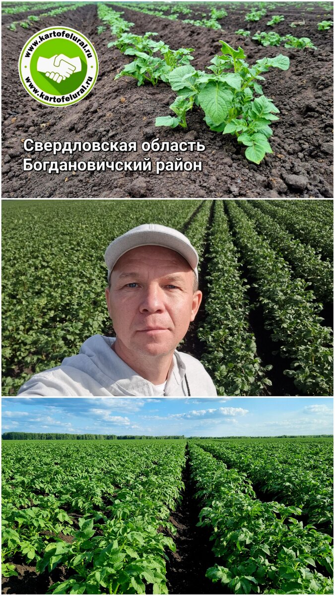 Вегетация картофеля в сезоне 2023 года в Свердловской области проходит в сложных условиях. Июньский заморозок нас практически не тронул, но в соседних районах есть пострадавшие. Засуха, которая в нашем регионе наблюдается уже не первый год, сменилась понижением температуры и осадками. Плавно подходим к старту продаж свежего картофеля прямо с поля (ручной сбор).