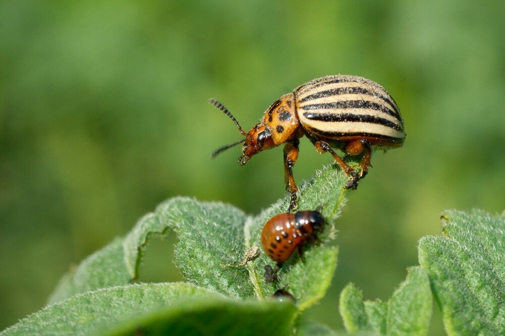 Колорадский жук — это небольшой насекомый, длиной около 10 миллиметров, окрашенный в яркую желтую или оранжевую окраску с чёрными полосками на крыльях. Он обладает преимущественным требованием к размножению и быстрому развитию, что делает его особенно опасным для растений.