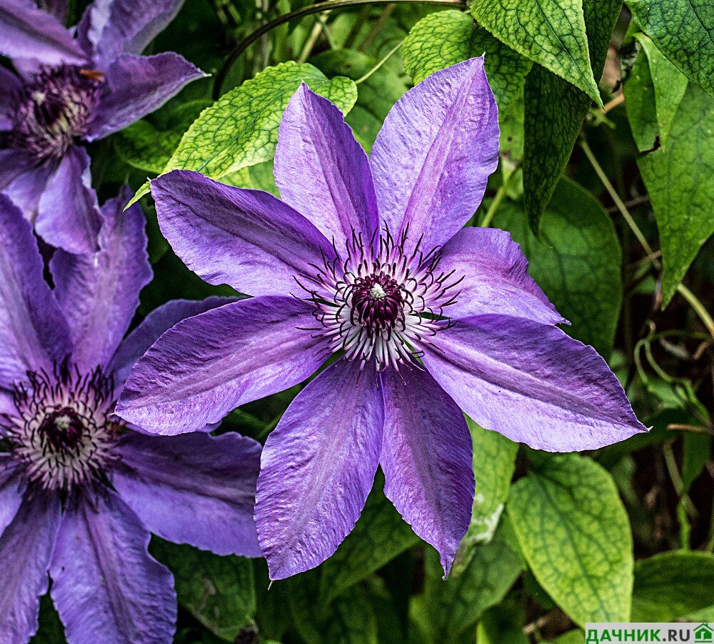 Клематисы: фото, сорта, цветы, группы. Уход, выращивание, обрезка клематиса