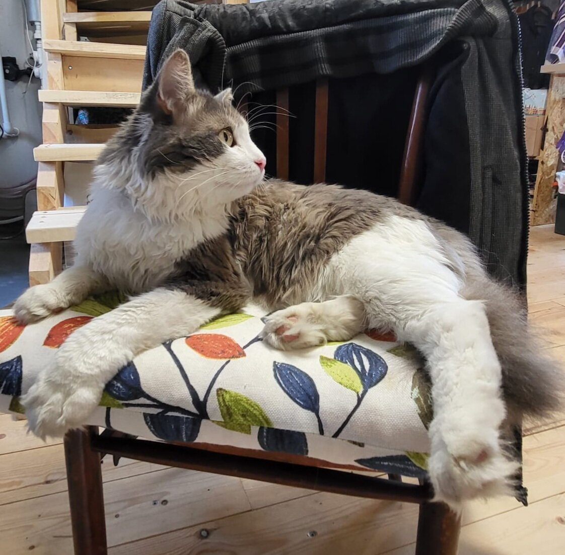 Кот Ося