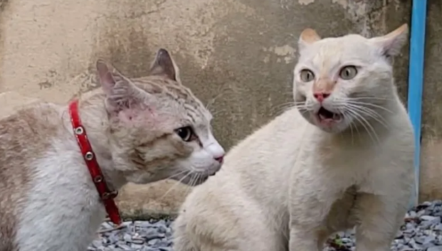Котики дерутся. Коты драка. Коты ругаются. Коты ссорятся.