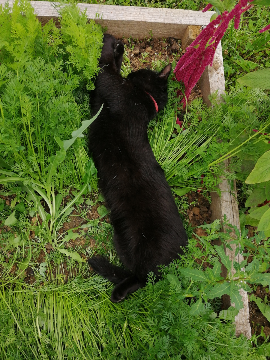 Дружище дрыхнет в моей морковке.