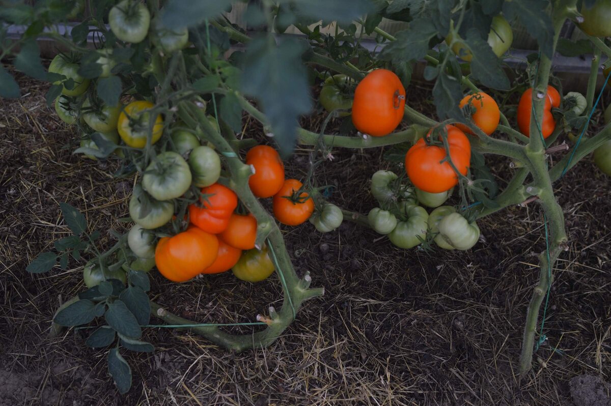 Стебли погнулись под тяжестью плодов. Подвязаны на верёвку, пора переходить на шпалеры