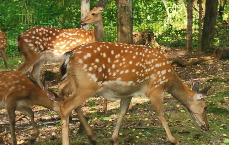    Сельхозпредприятия Верхневолжья получат господдержку на реализацию проектов в сфере сельского туризма