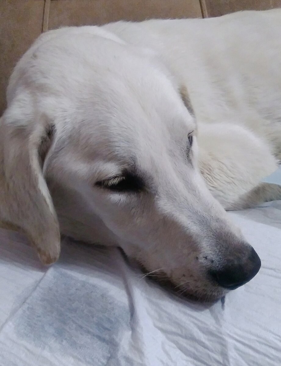 Знакомьтесь, наш герой - Бас.