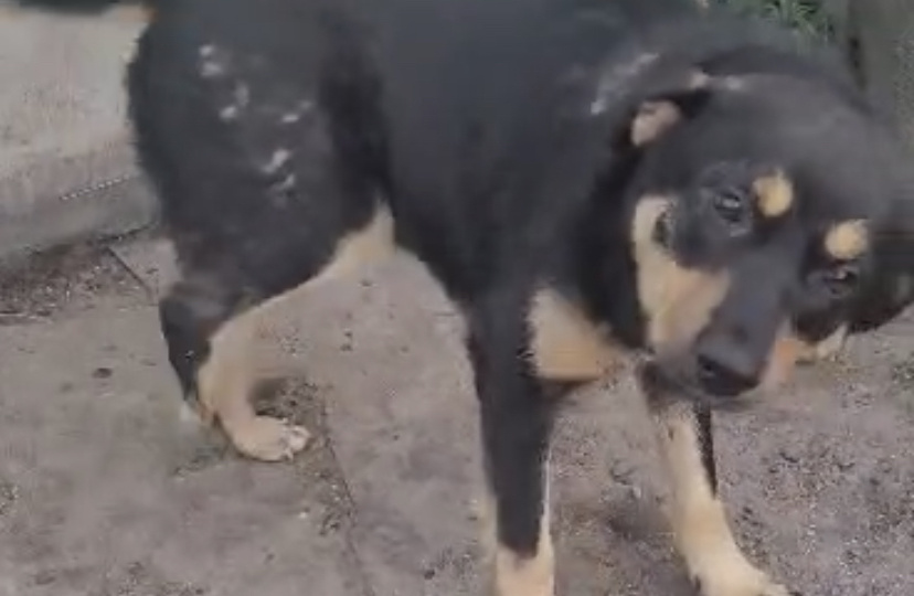 От бездомной собачки решили избавиться за то что слишком любила людей