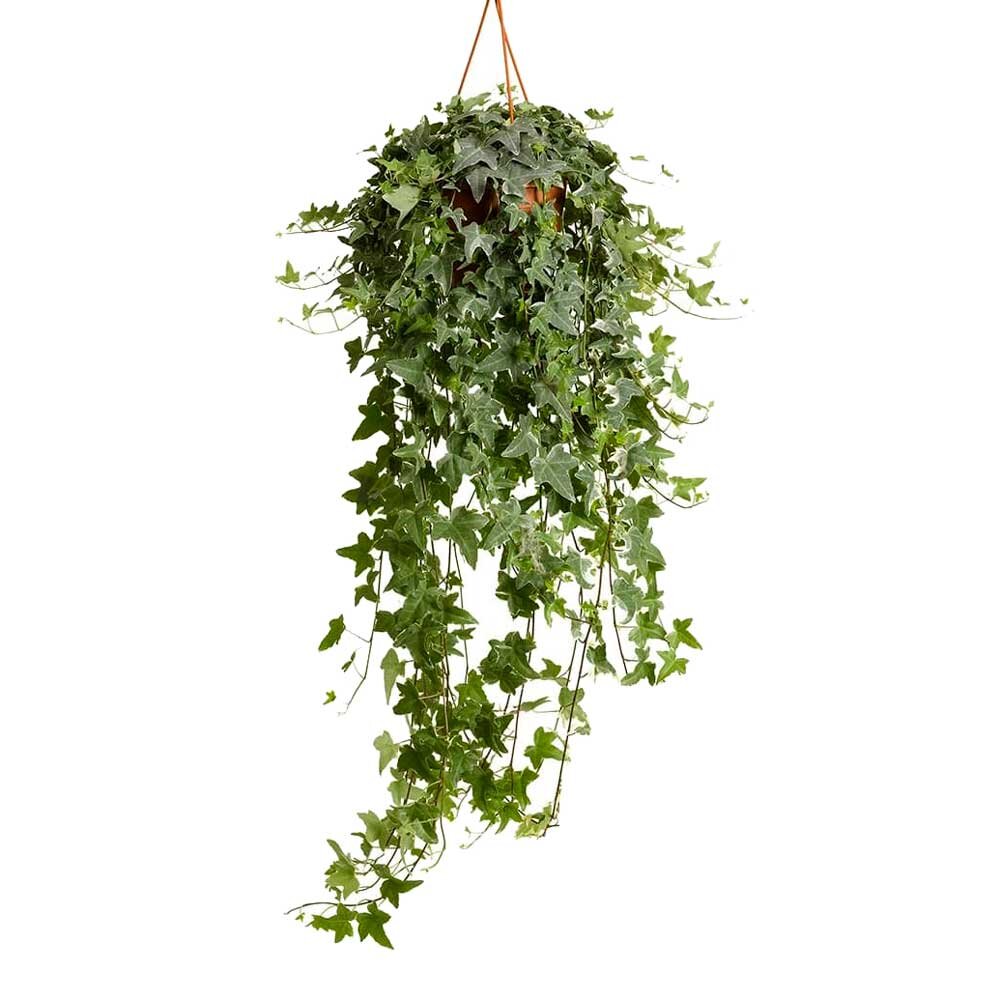 Плющ. Хедера.