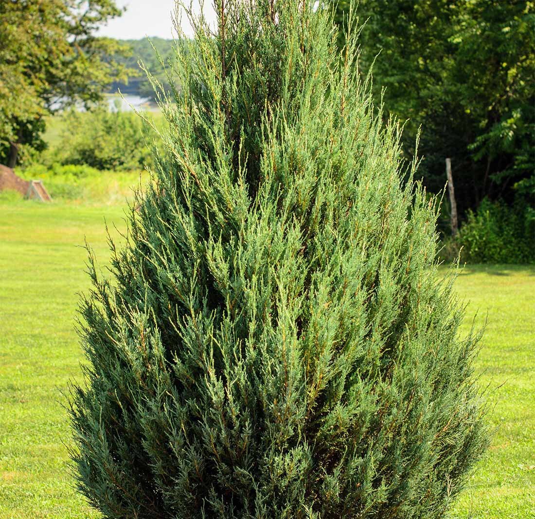 Скайрокет. Фото: servescape.com