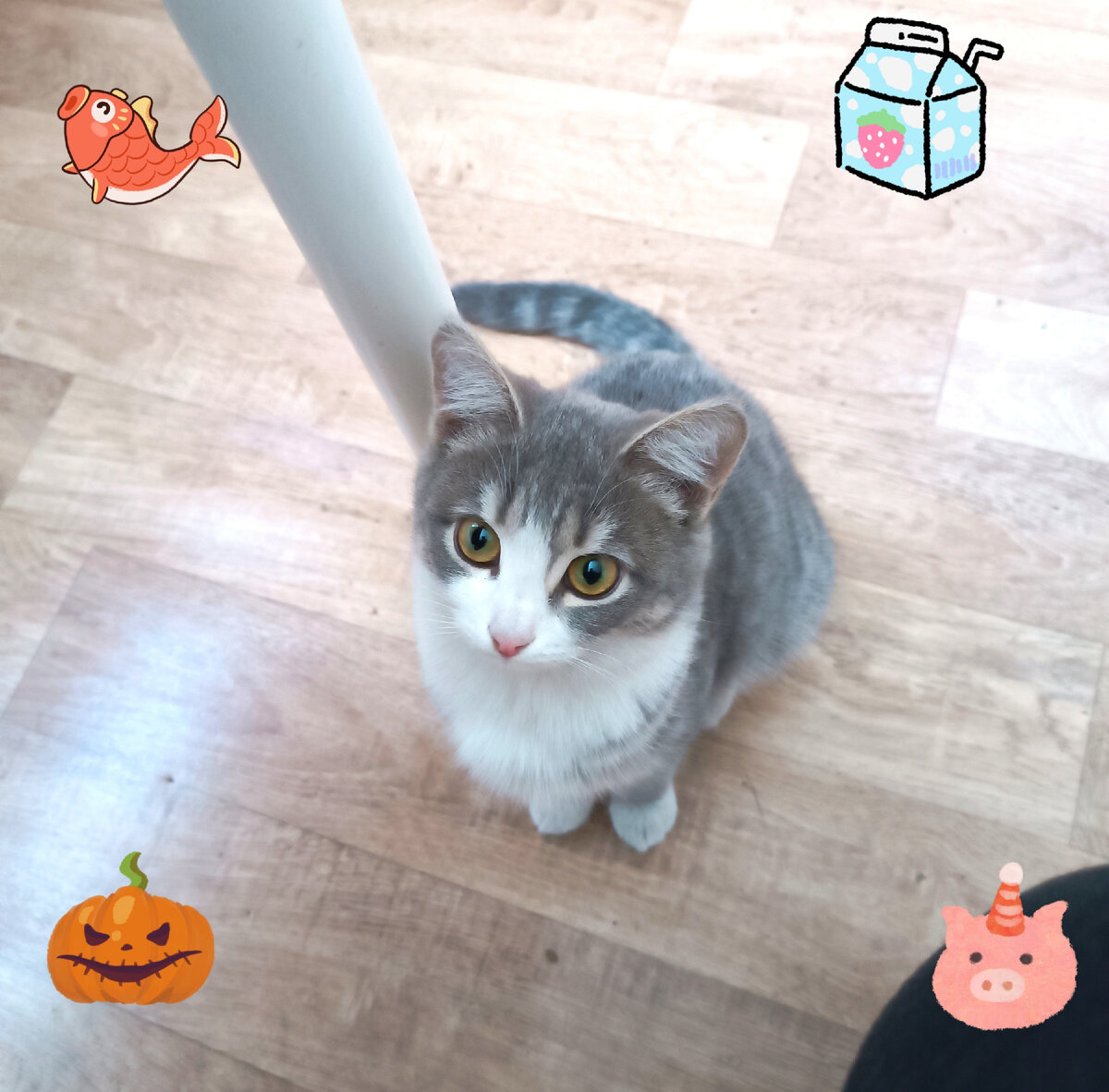 Соня попрошайничает