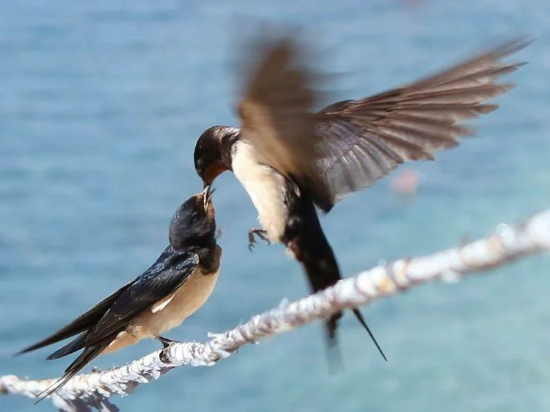 Из открытых источников.