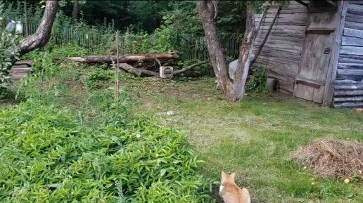 Лисенок, спасенный Жабусей весной, подрос и приходит к ней в огород гонять кротов и мышей. 23.07.2023 Рязанская обл