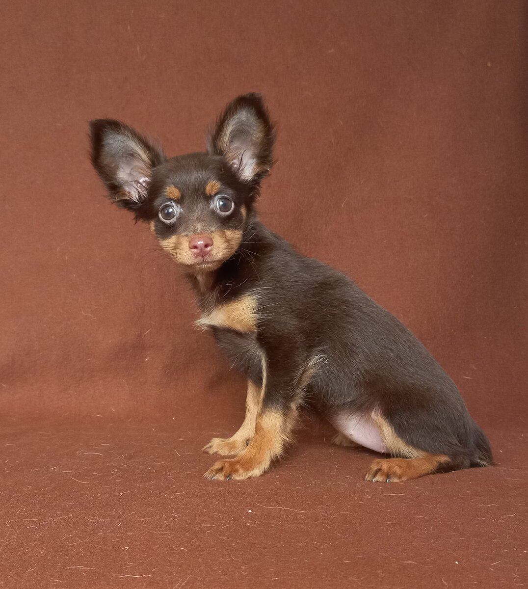 Сестрички однопомётницы 2,5 мес. У одной ушки уже крепко встали сами, у второй пока "шалят".