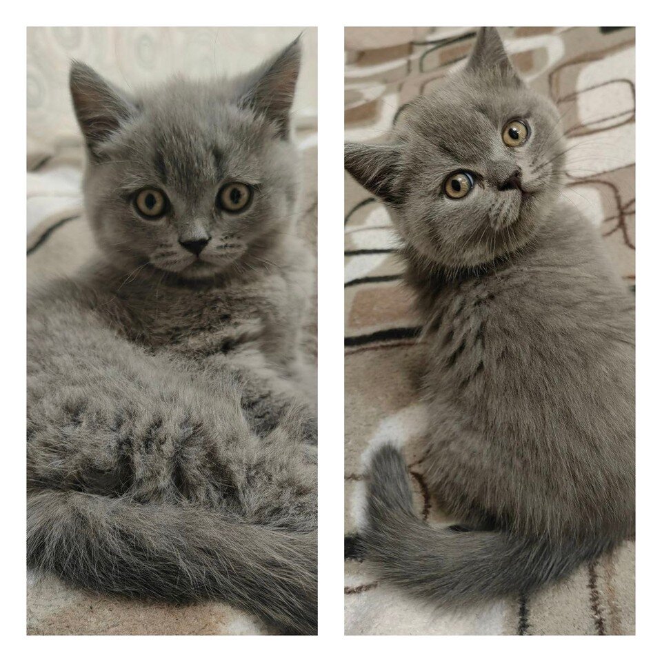    Таким мы взяли его четыре месяца назад. Любовь АРБАТСКАЯ