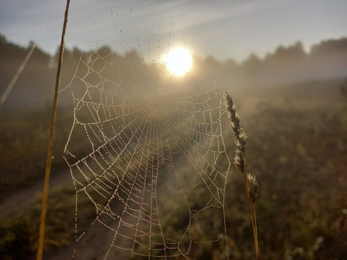 Утро туманное. Утро седое ( 30 + фотографий рассветного волшебства) |  Татьяна Чепурнова | Дзен