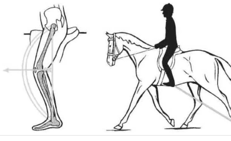 Как правильно верхом. Правильная посадка всадника на лошади шенкел. Положение ноги всадника Шенкель. Правильное положение шенкеля всадника. Конный спорт посадка всадника.