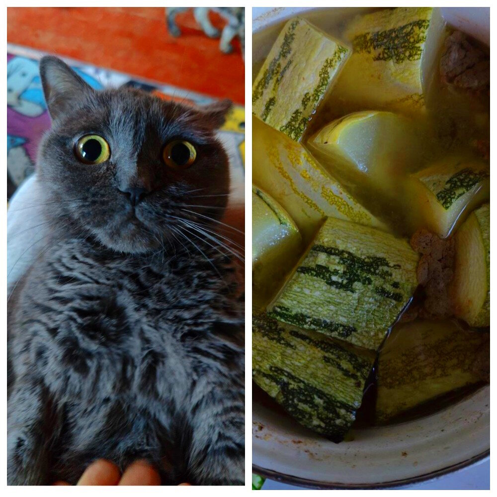 Кот с кабачком мем