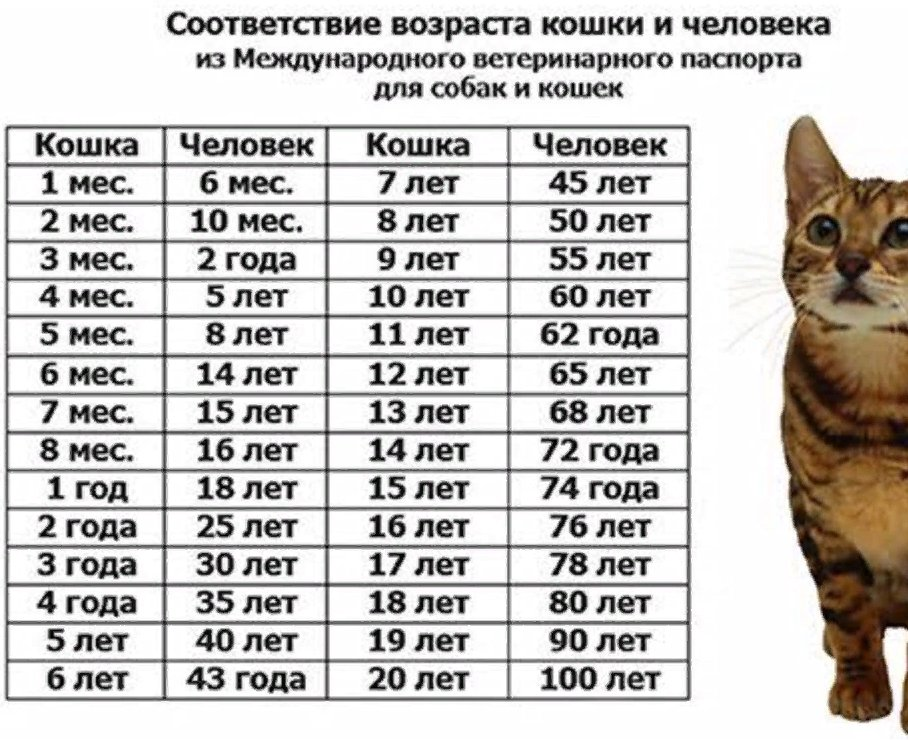 Таблица перевода возраста кошек. Сравнение кошачьего и человеческого возраста таблица. Кошачий Возраст по человеческим меркам таблица. Таблица кошачьего возраста.