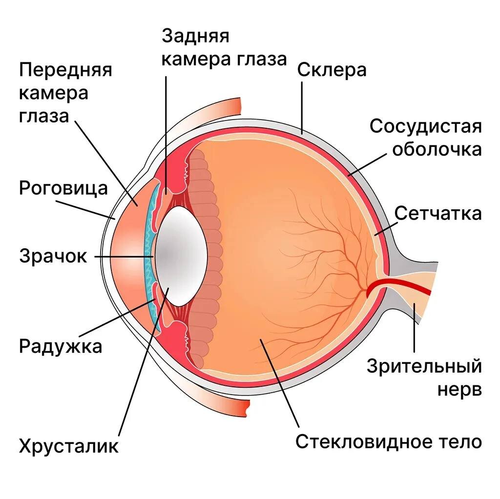 Глаз состоит из клеток. Строение склеры глаза. Строение глаза человека склера. Строение глаза 3д.