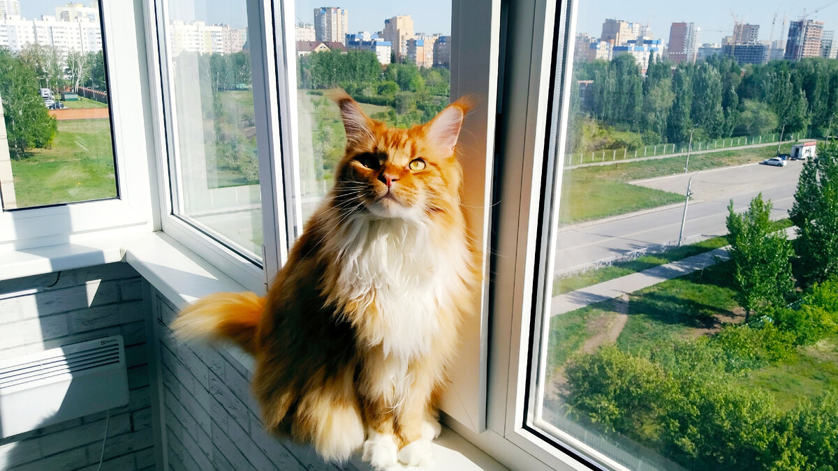 Мейн кун Степа.