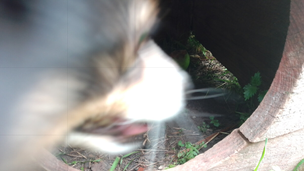 Показывает внутрь будки