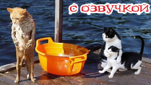 Приколы с котами! С ОЗВУЧКОЙ! Самые смешные животные! СМЕШНЫЕ КОТЫ И СОБАКИ!