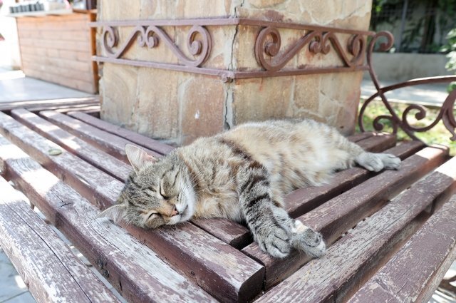    Как власти Кипра решили лечить кошек, умирающих от коронавируса?