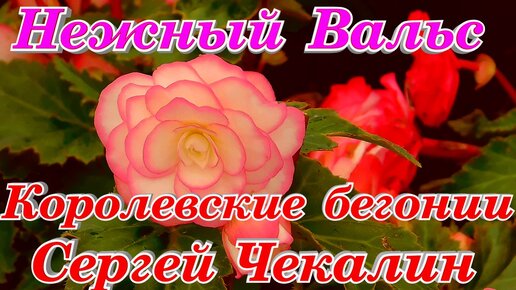 Нежный Розовый Вальс Королевских Бегоний музыка Сергея Чекалина