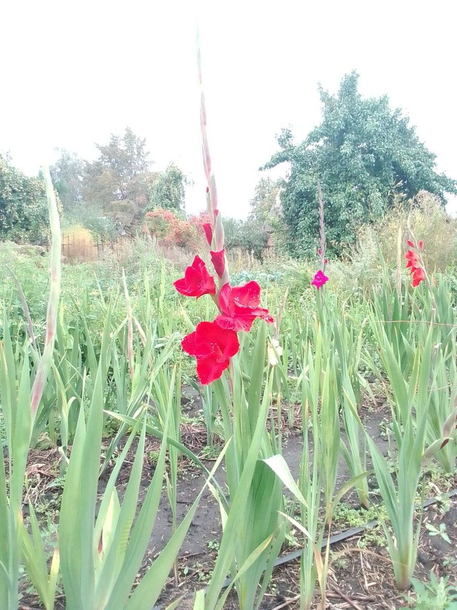 Гладиолус Оскар