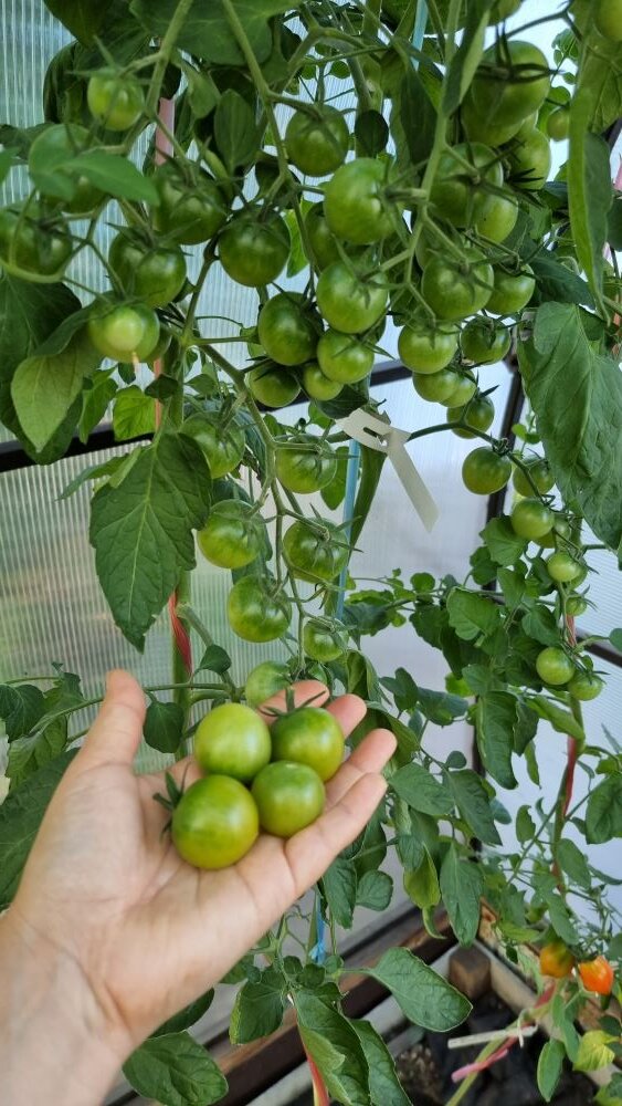 Жалею, что не посадила этих томатов больше. Красивые и очень вкусные ...