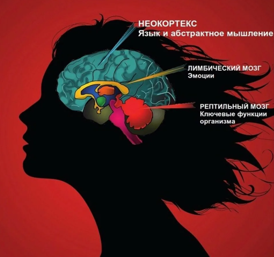 3 ума человека. Неокортекс и лимбическая система. Лимбический и рептильный мозг. Лимбический мозг и неокортекс. Строение головного мозга + неокортекс.