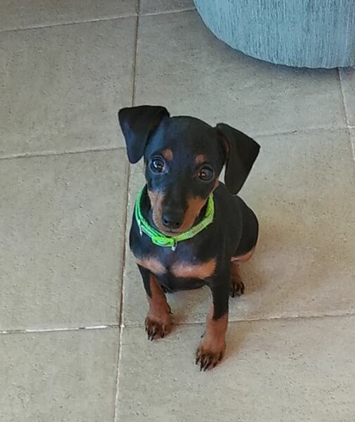 команда "сидеть" выполнена