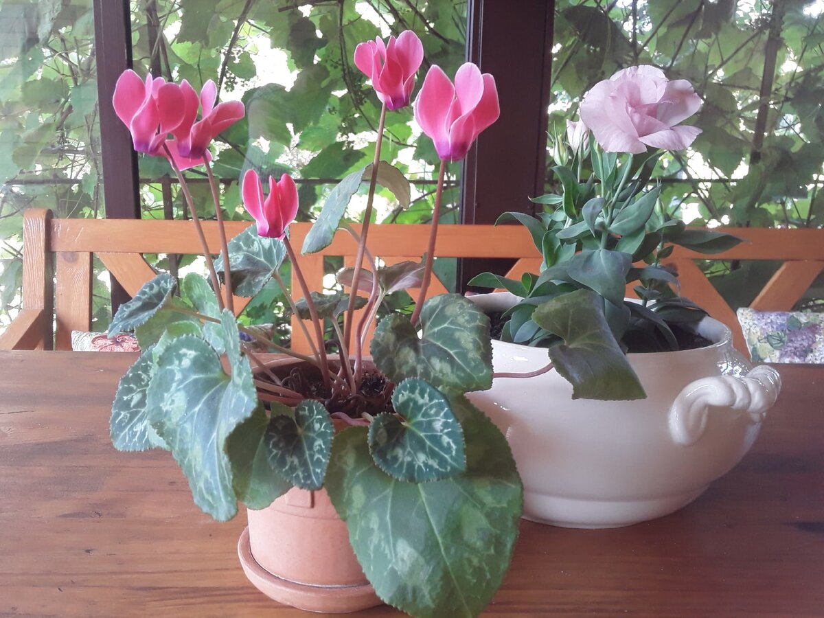 Цикламен, цветущий и летом, и зимой